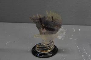 lot 340 image: Gliding Glory Eagle wcert.