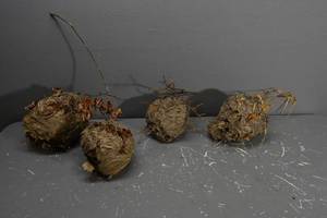 lot 433 image: 4) BeeWasp Hives for Decoration
