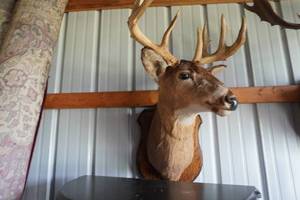 lot 51 image: Eight Point Buck Mount