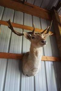 lot 52 image: Mule Deer Mount