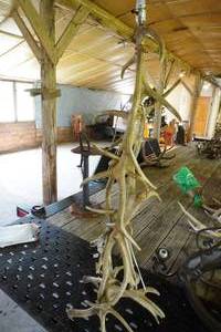 lot 75 image: Antler Floor Lamp