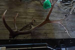 lot 77 image: Elk Horn with 4 Lights