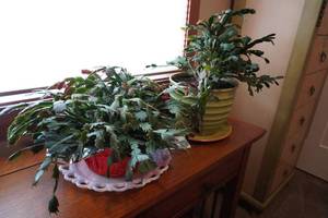 lot 145 image: 2 Plants