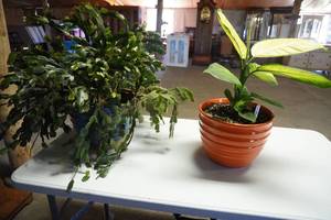 lot 84 image: Two plants in porcelain pots