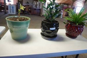 lot 83 image: Three plants in porcelain pots